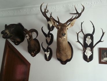 Trofeos de caza